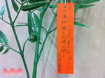 八九寺真宵さんの願い事