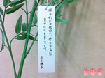 千石撫子さんの願い事