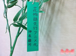 神原駿河さんの願い事